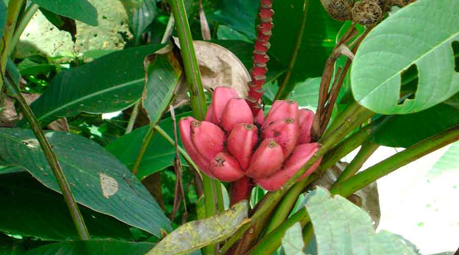 About The Area Shuar Community