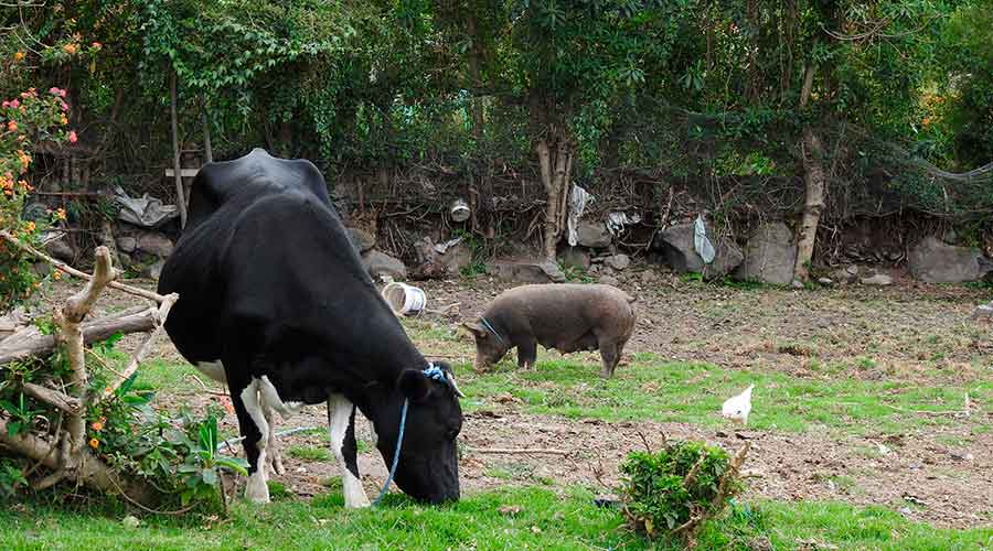 Accommodation and Meals Otavalo Indigenous Community