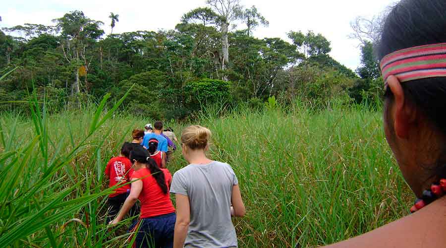 Jungle Journeys