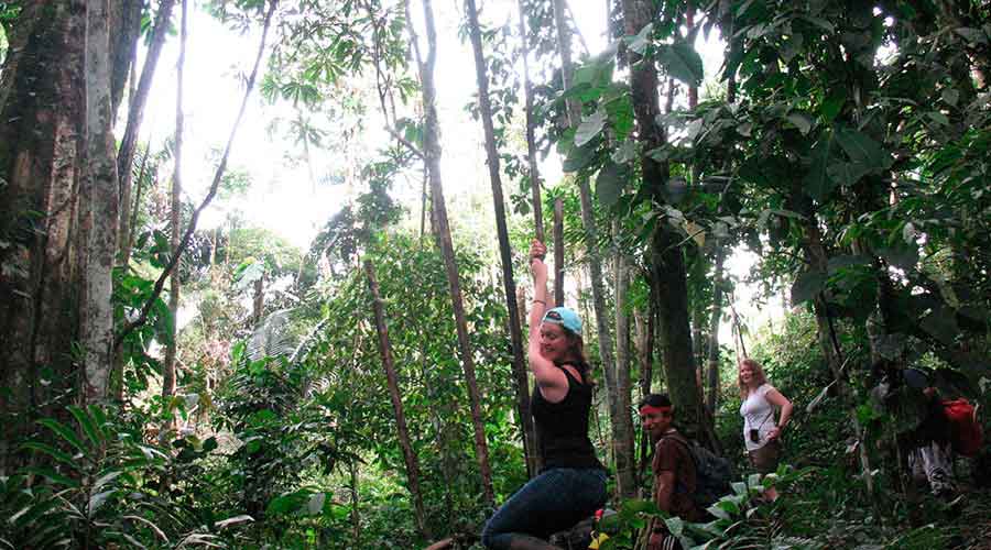Jungle Journeys
