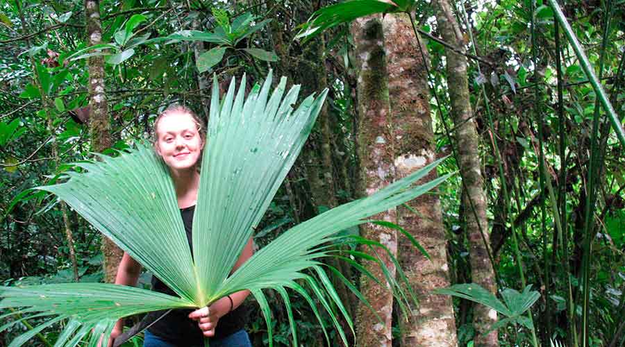 Jungle Journeys