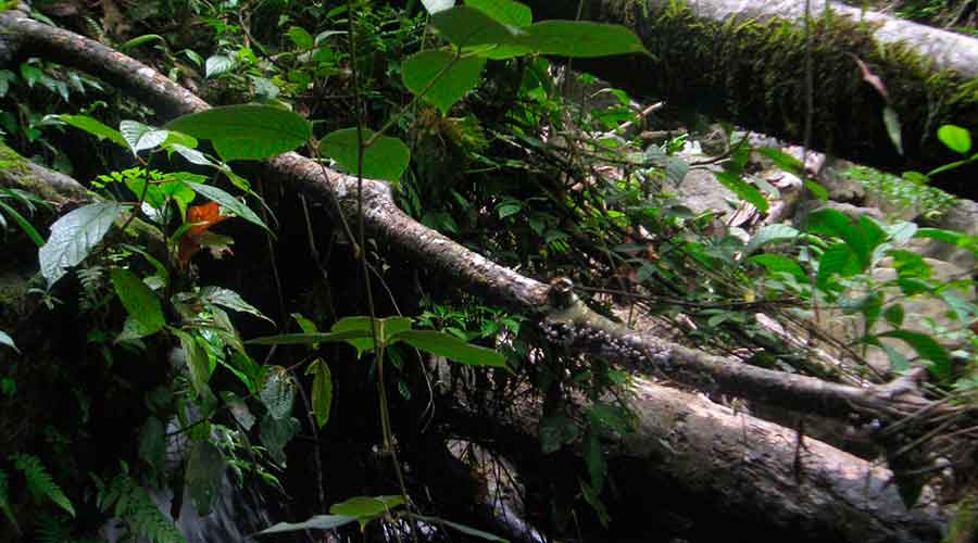 Waterfall