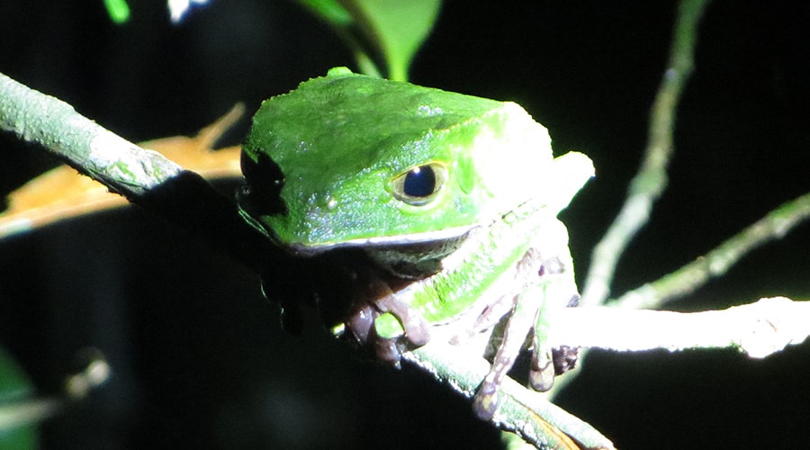Explore The Jungle at Night