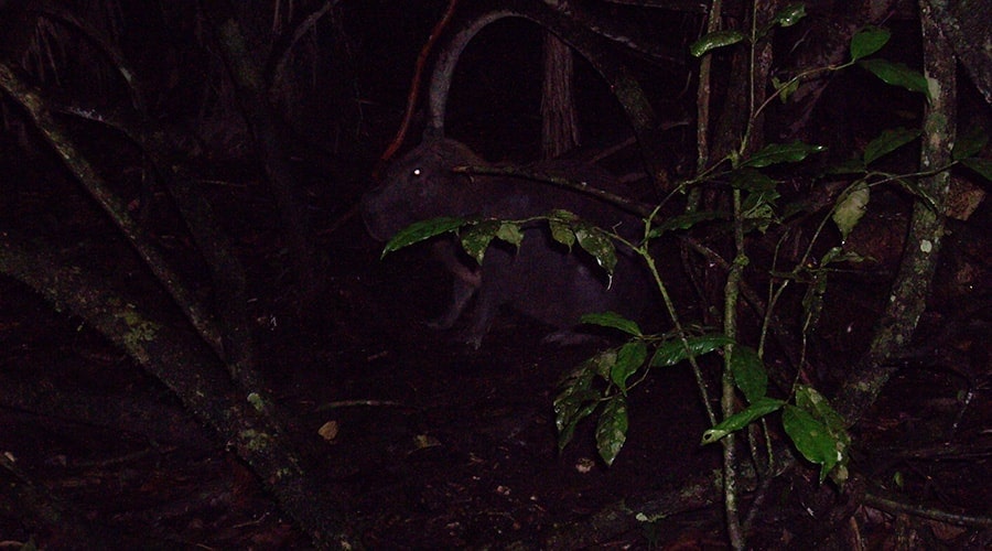 Explore The Jungle at Night