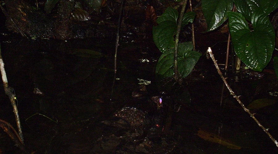 Explore The Jungle at Night
