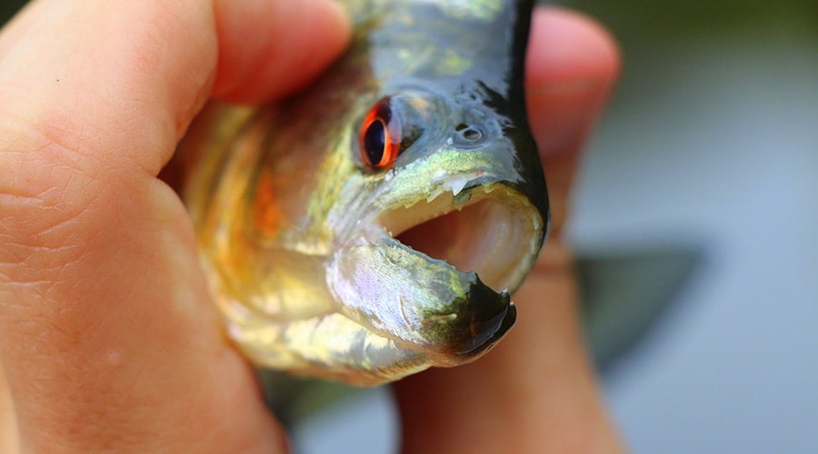 Piranha Fishing