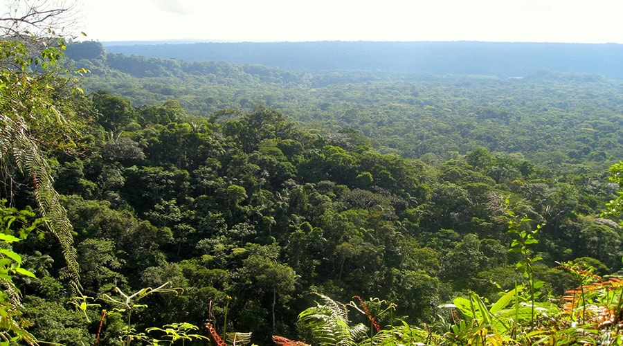 The Amazon Jungle 