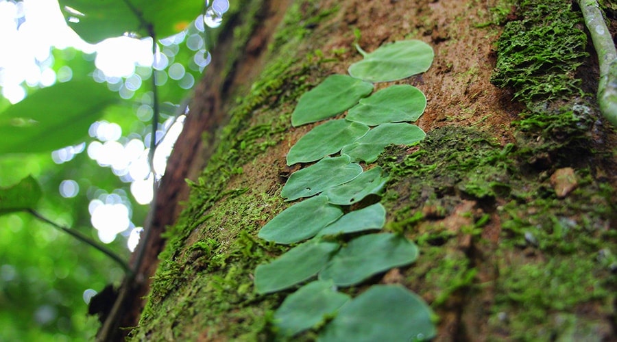 The Amazon Jungle 