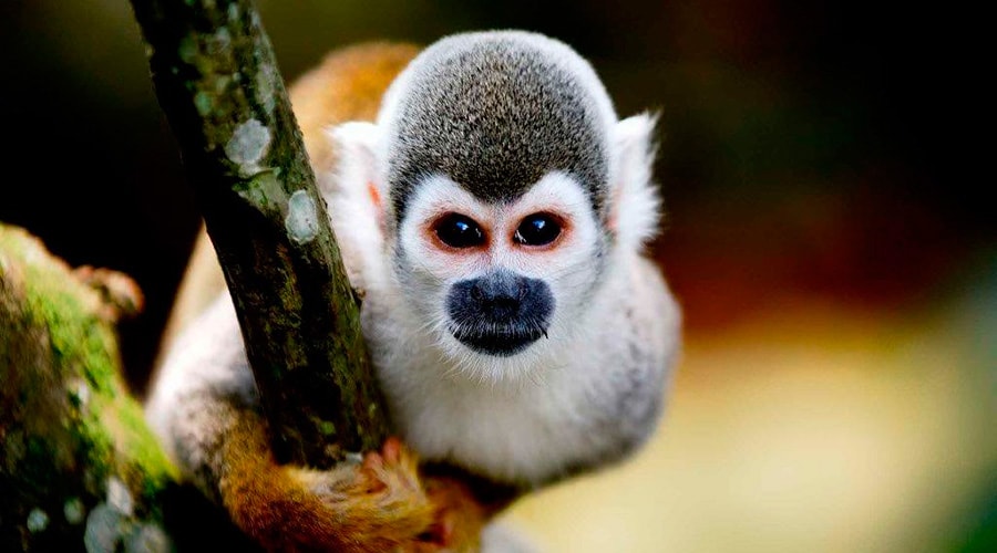 The Amazon Jungle 