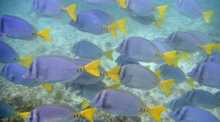 Snorkeling And Diving