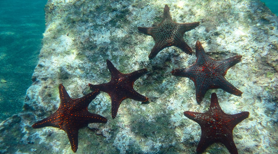 Snorkeling And Diving