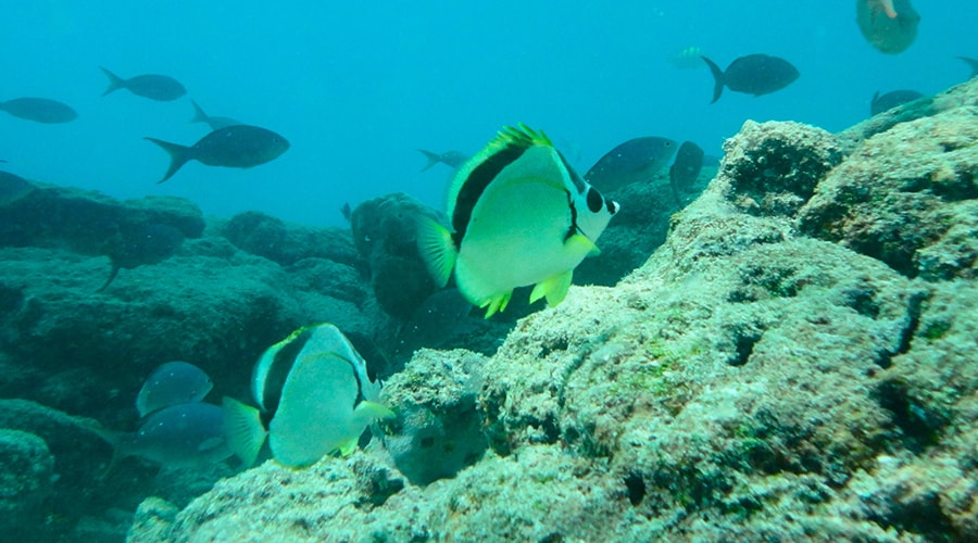 Snorkeling And Diving
