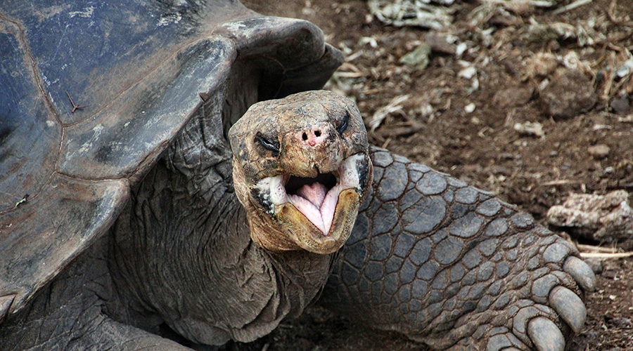 The Amazing Galapagos Islands 