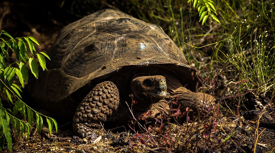 The Amazing Galapagos Islands 