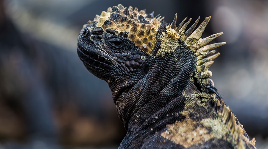 The Amazing Galapagos Islands 