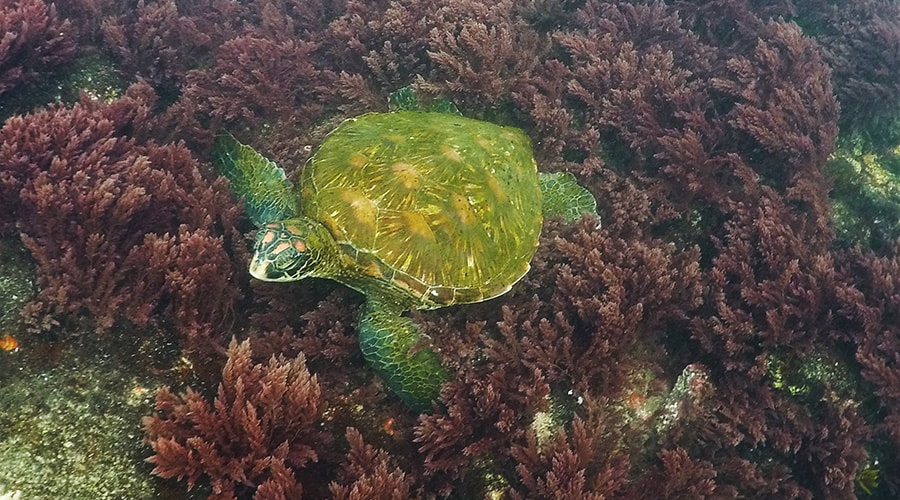 The Amazing Galapagos Islands 