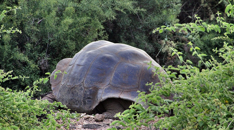 Charles Darwin Research Station