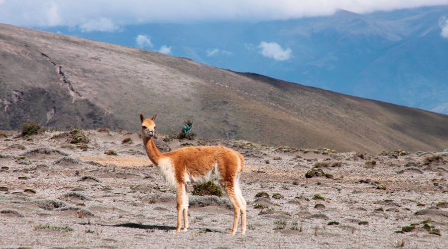 Cotopaxi National Park