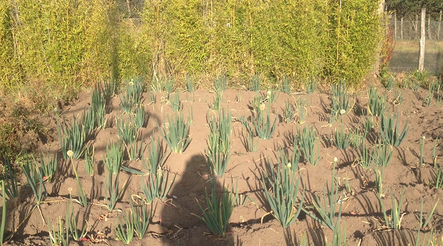 Machachi