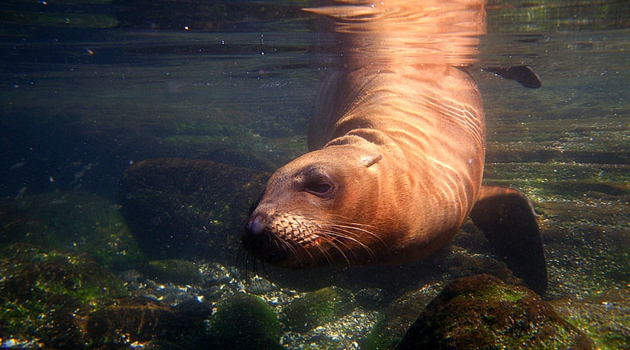 Snorkelling in the Galapagos Islands