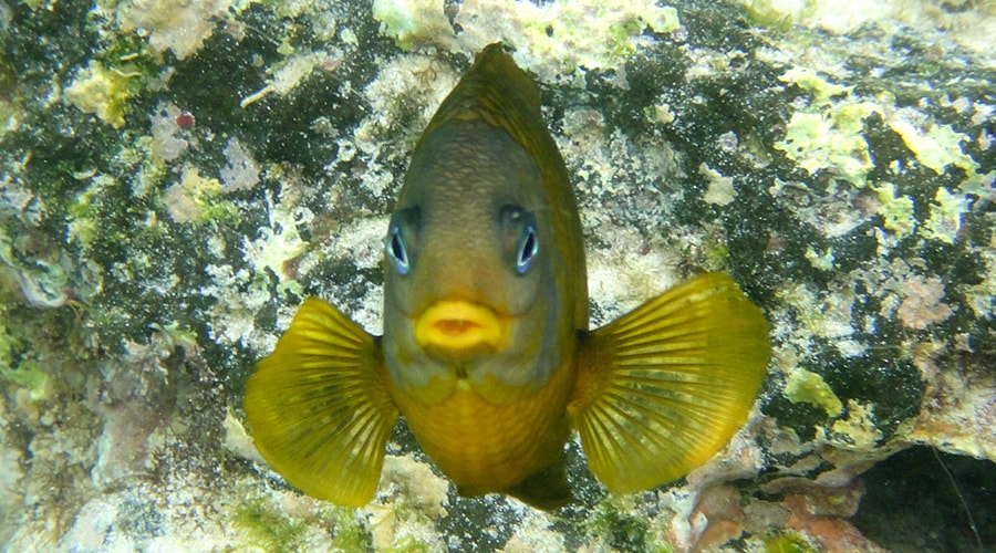 Snorkelling in the Galapagos Islands