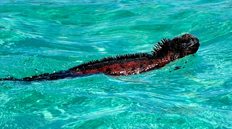 Snorkelling in the Galapagos Islands