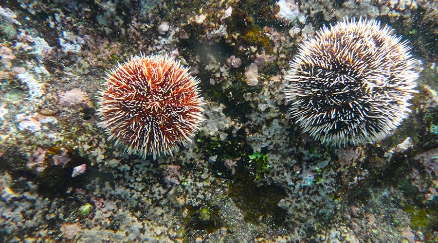 Snorkelling in the Galapagos Islands