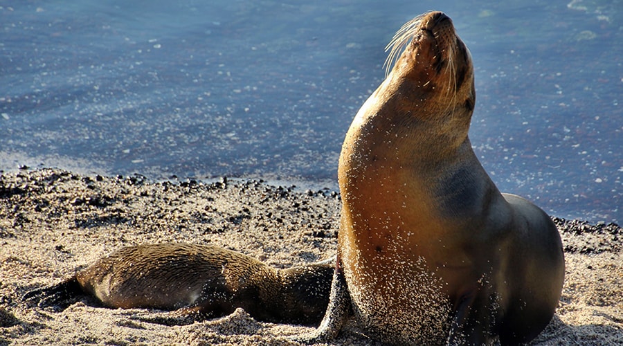 Galapagos Islands Travelling Classroom “The Secret of Evolution” - 15 Days