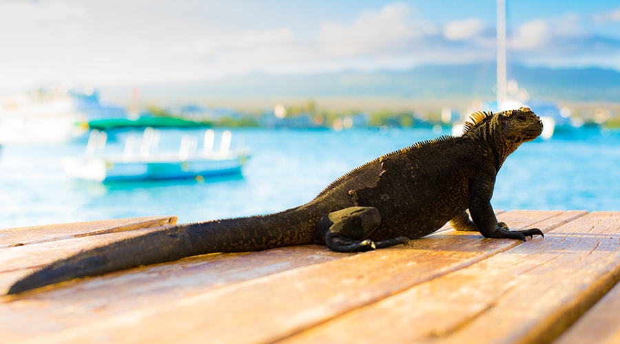 Galapagos Islands Travelling Classroom “The Secret of Evolution” - 15 Days