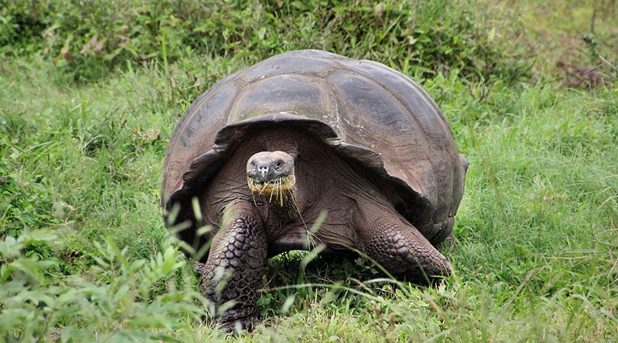 Galapagos Islands Travelling Classroom “The Secret of Evolution” - 15 Days
